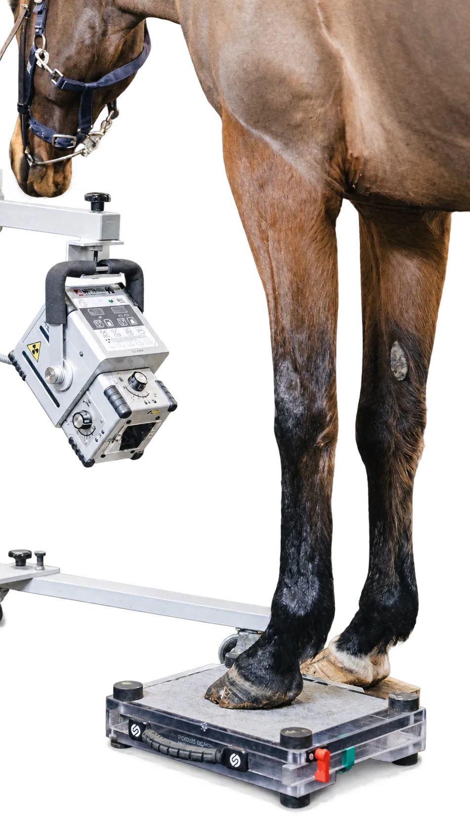Equine